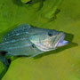Potato cod, Australia