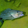 Potato cod, Australia