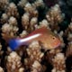 Arc-eye hawkfish, Zanzibar 