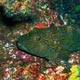 Giant hawkfish, Socorro, Mexico