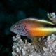 Freckled hawkfish, Mozambique