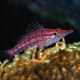 Long-nose hawkfish, Indonesia