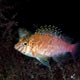 Threadfin hawkfish, Indonesia