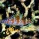 Dwarf hawkfish, Thailand