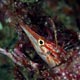 Long-nose hawkfish, Indonesia