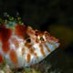 Threadfin hawkfish, Philippines