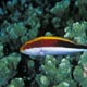 Freckled hawkfish variation, Indonesia