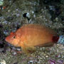 Spotted tail hawkfish, Oman