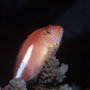 Halfspotted hawkfish, Christmas Island