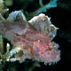 Leaffish, Borneo