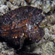 Leaffish, Indonesia