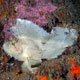 Leaffish, Indonesia