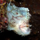 Leaffish, Tanzania