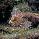 Sailfin waspfish, Indonesia