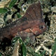 Cockatoo waspfish, Philippines