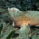 Cockatoo waspfish, Philippines