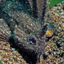 Spiny waspfish, Philippines