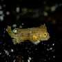 Unknown Juvenile waspfish Philippiness