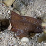 Cockatoo waspfish, Philippines