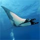 Manta rays