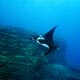 Giant Pacific manta, San Benedicto