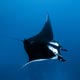 Giant Pacific manta, San Benedicto