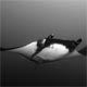 Giant Pacific manta, Soccorro