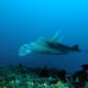Manta, West Papua
