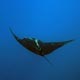 Giant Pacific manta, Soccorro