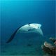 Manta in Yap, Micronesia