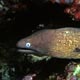 White-eyed moray