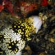 Snowflake moray