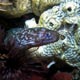 Reticulated moray eel