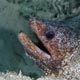 Peppered moray eel