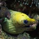 Fimbriated moray eel