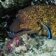 Yellowmargin moray eel