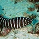 Zebra moray eel