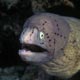 Geometric moray eel