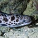 Tiger snake moray eel