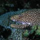 whitemouth moray eel