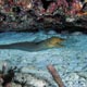 Green moray eel