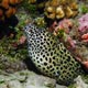 Blackspotted moray eel