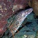 Spotted moray eel