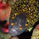 Snowflake moray