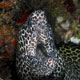 Honeycomb moray eel