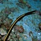 Ribbon eel - juvenile stage