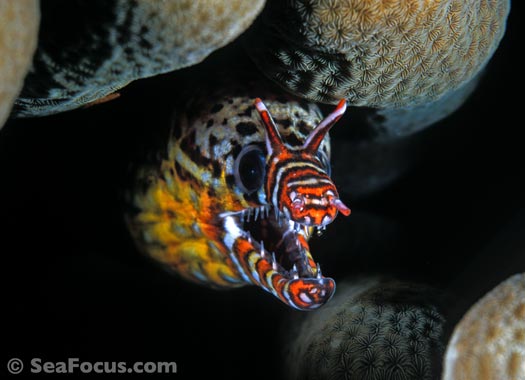 french angelfish in Grenada