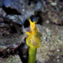 Ribbon eel - female