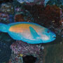 Bullethead parrotfish