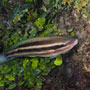 Princess parrotfish, Juvenile